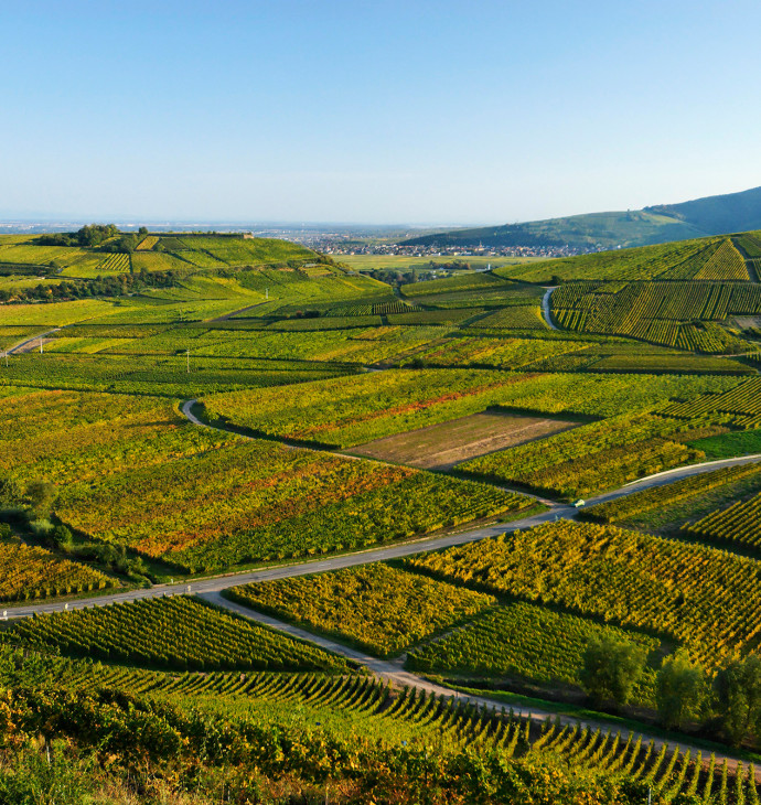 A vineyard, a region, an identity, a respect
